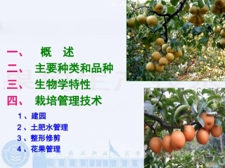 梨树栽培技术讲稿