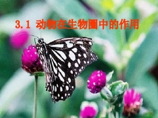 人教版八年级上册生物53动物在生物圈中的作用（共27张PPT）