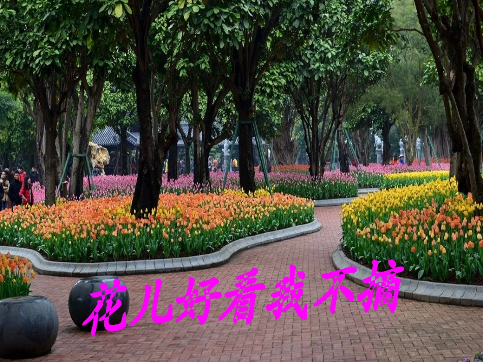 社会《花儿好看我不摘》_第1页