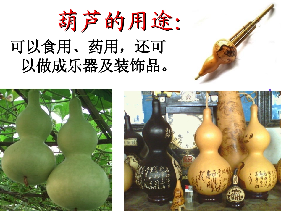 小学语文二年级上册《我要的是葫芦》课件_第3页