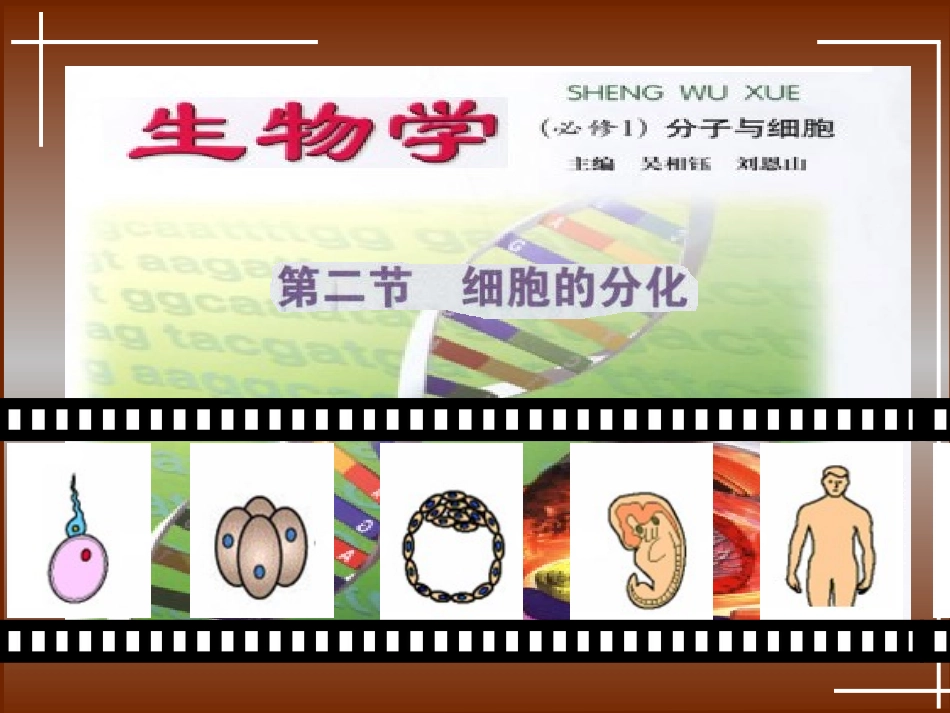 第四章第二节细胞的分化１_第1页