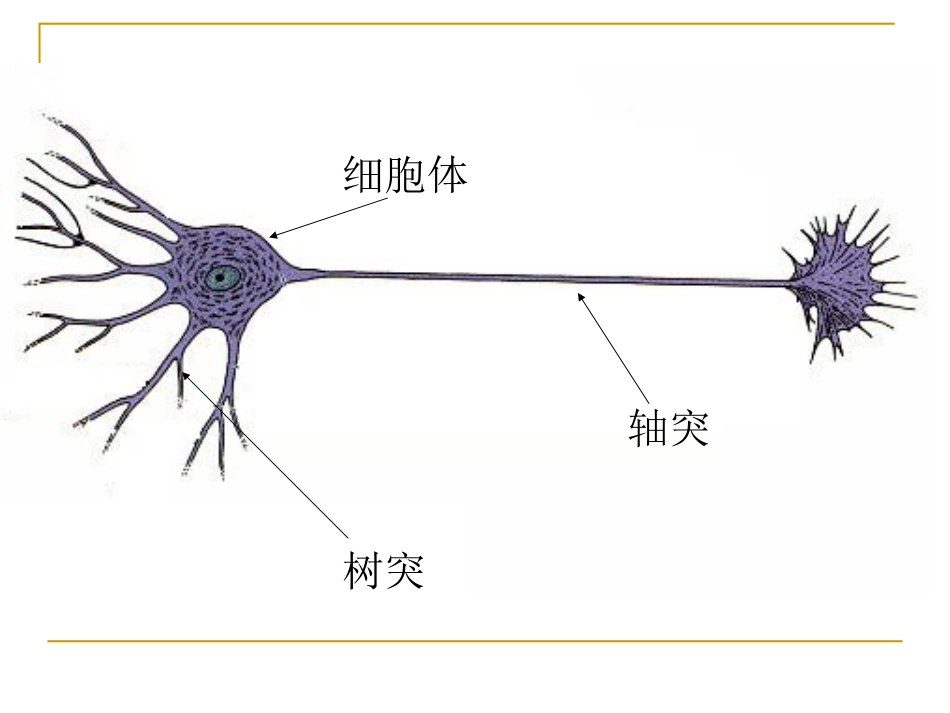 神经冲动的传导与突触的信号传递_第3页