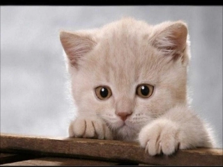 《猫》公开课课件3