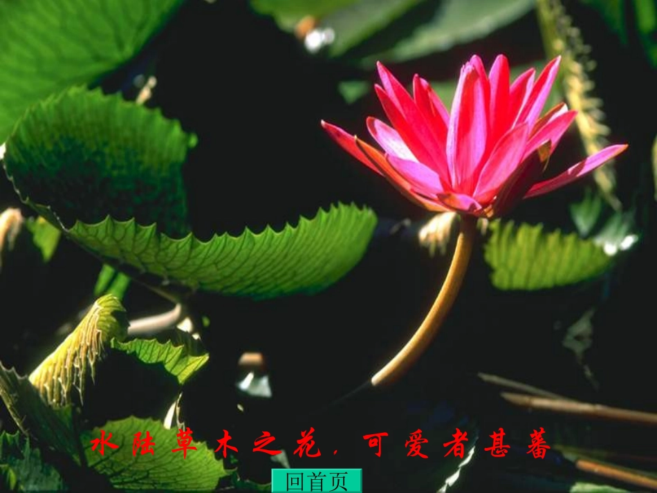 《爱莲说》课件 (3)_第3页