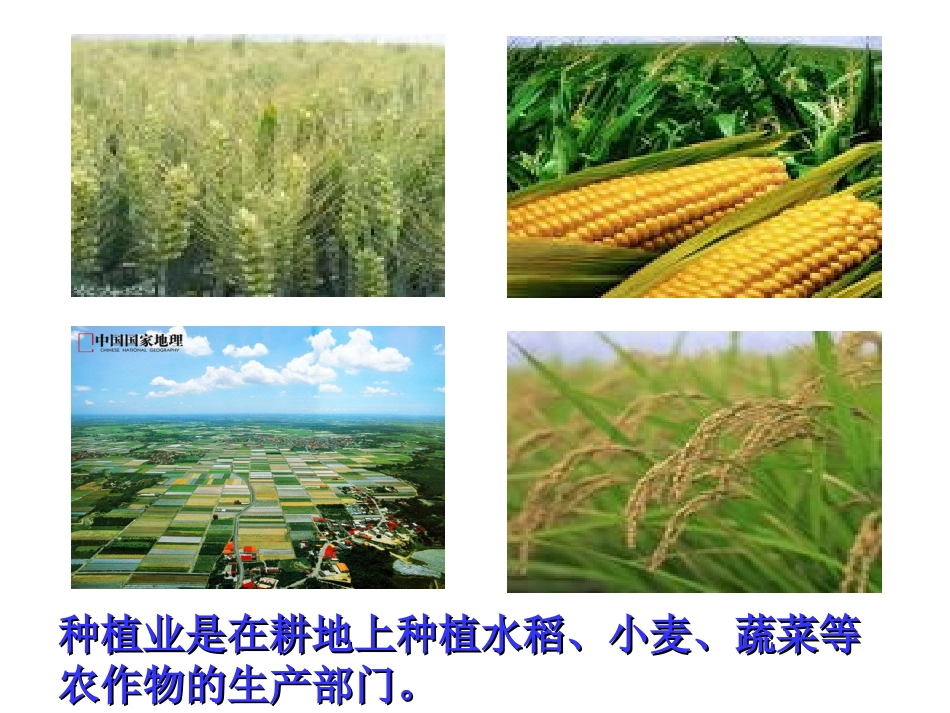 农业课件成品_第3页