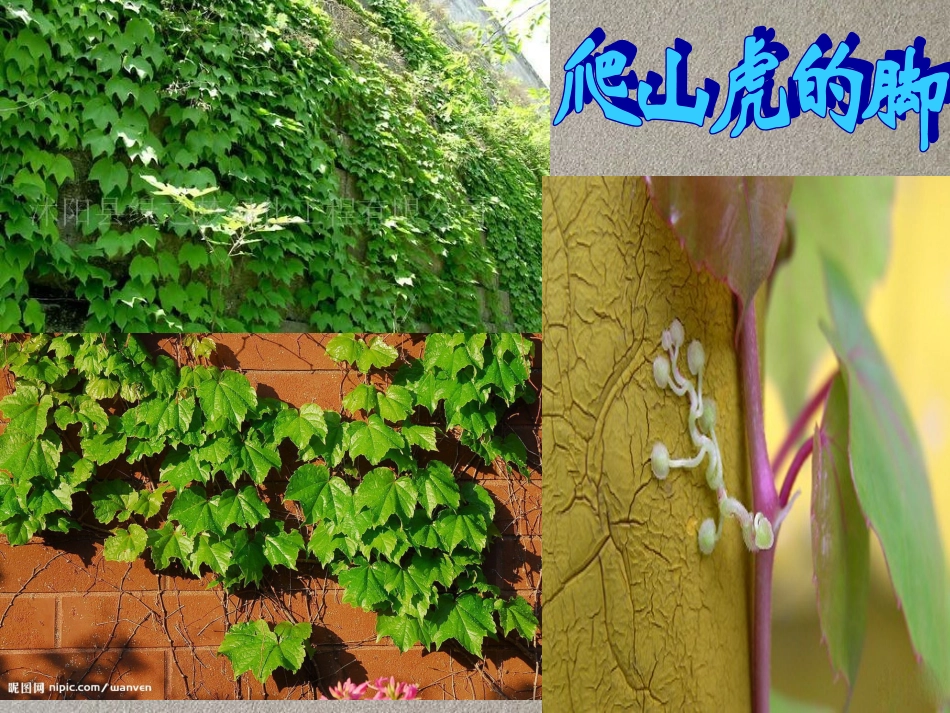 人教新课标爬山虎的脚课件PPT_第1页