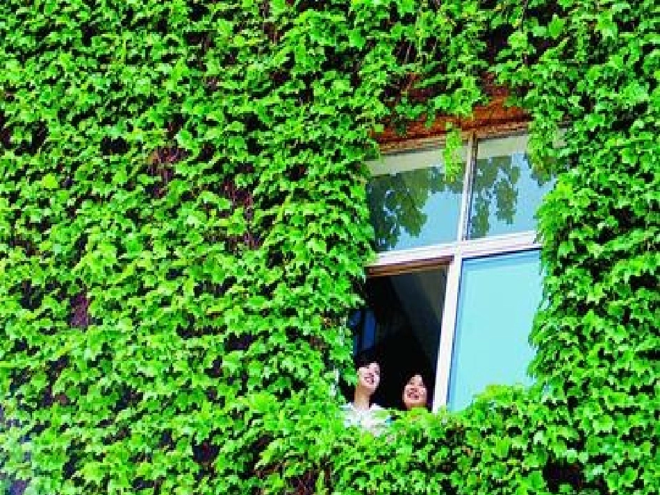 人教新课标爬山虎的脚课件PPT_第2页