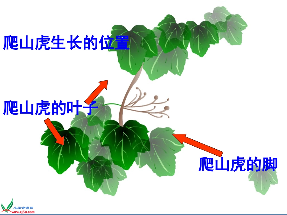 人教新课标爬山虎的脚课件PPT_第3页