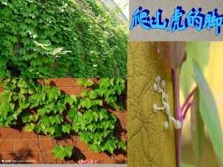 人教新课标爬山虎的脚课件PPT