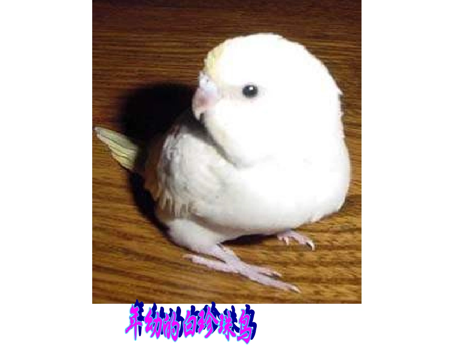 珍珠鸟教学课件_第2页