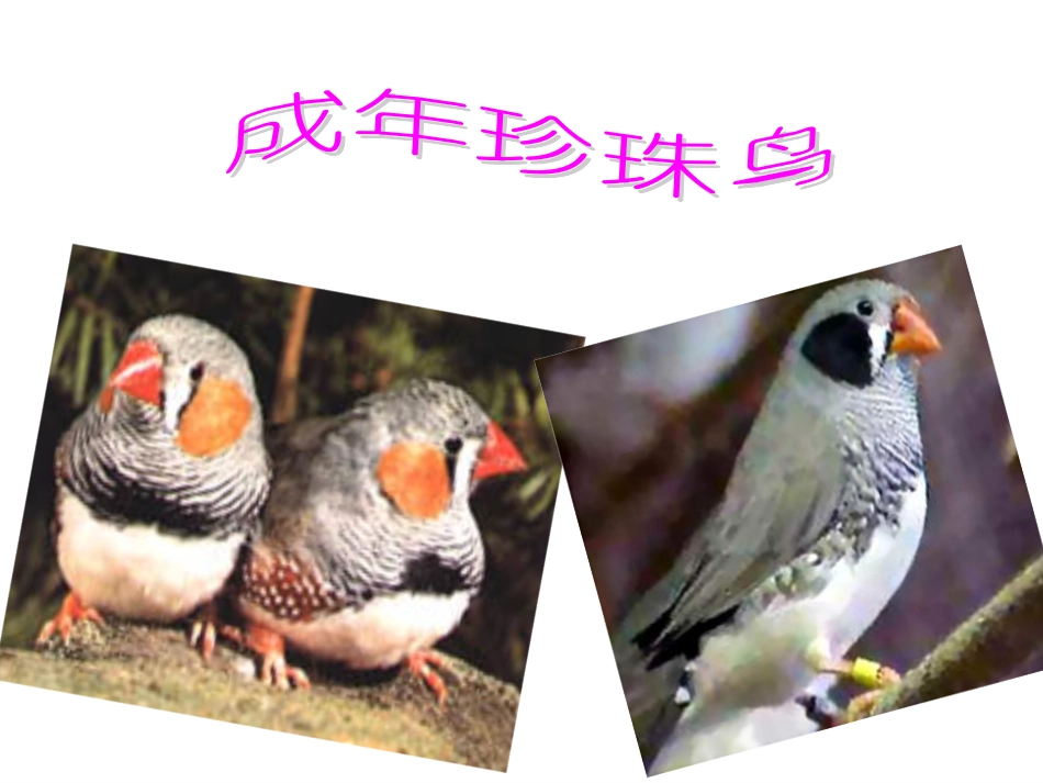 珍珠鸟教学课件_第3页