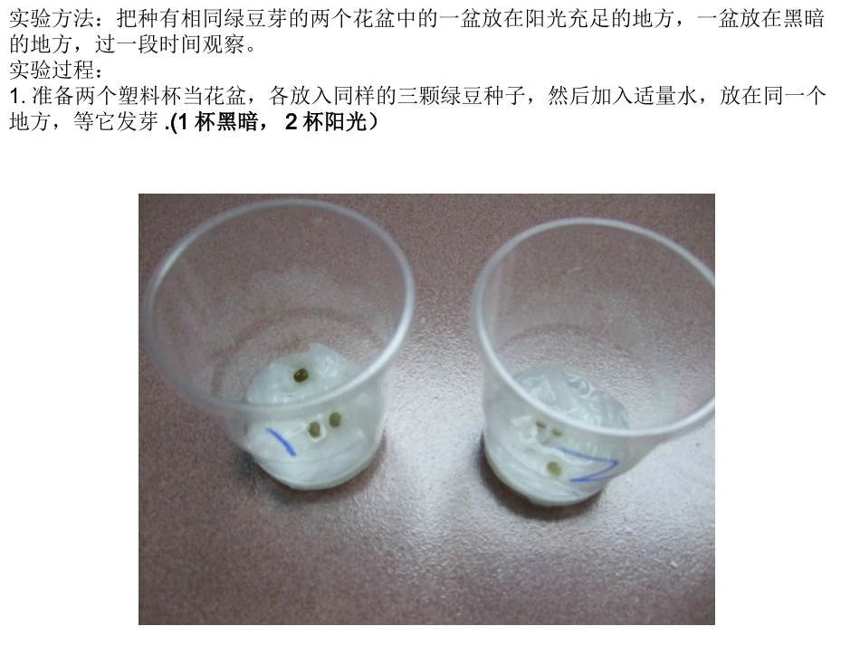 观察绿豆芽的生长_第1页