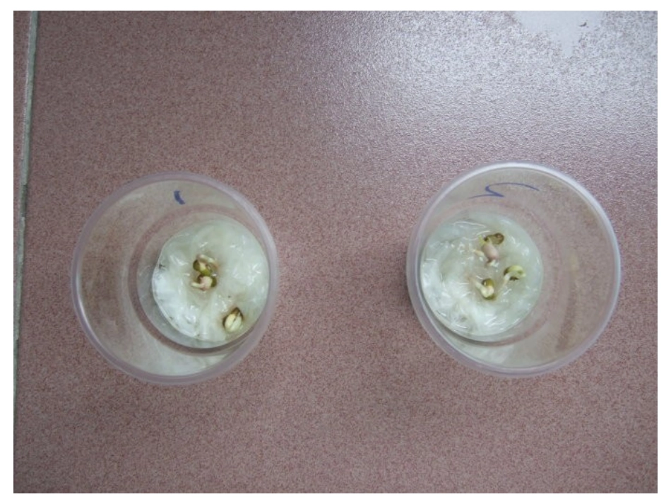 观察绿豆芽的生长_第2页