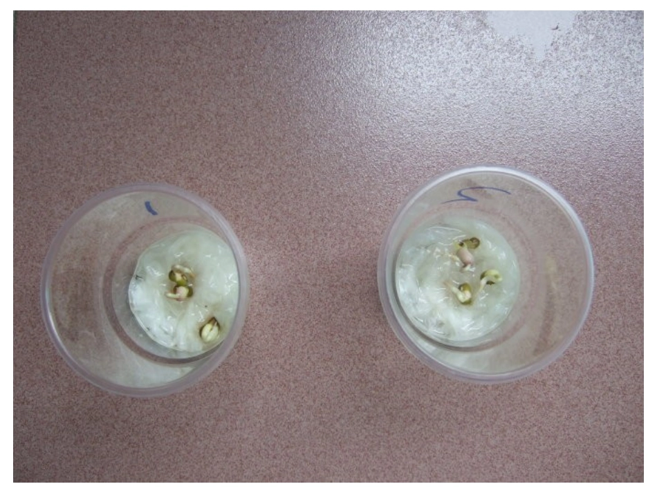 观察绿豆芽的生长_第3页