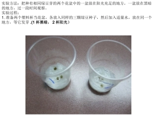 观察绿豆芽的生长