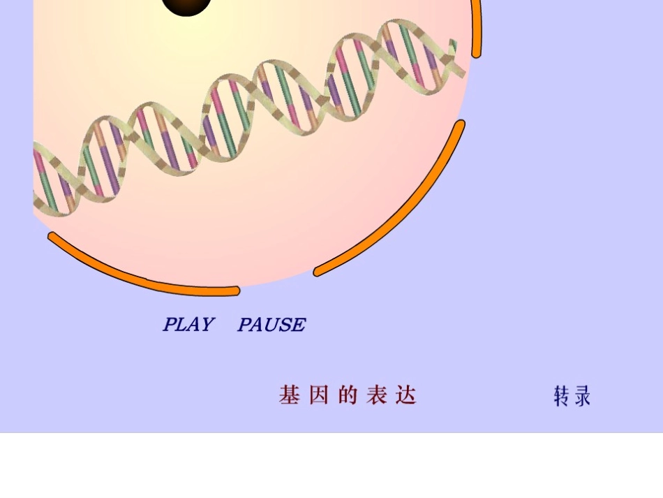 遗传信息的表达_第3页