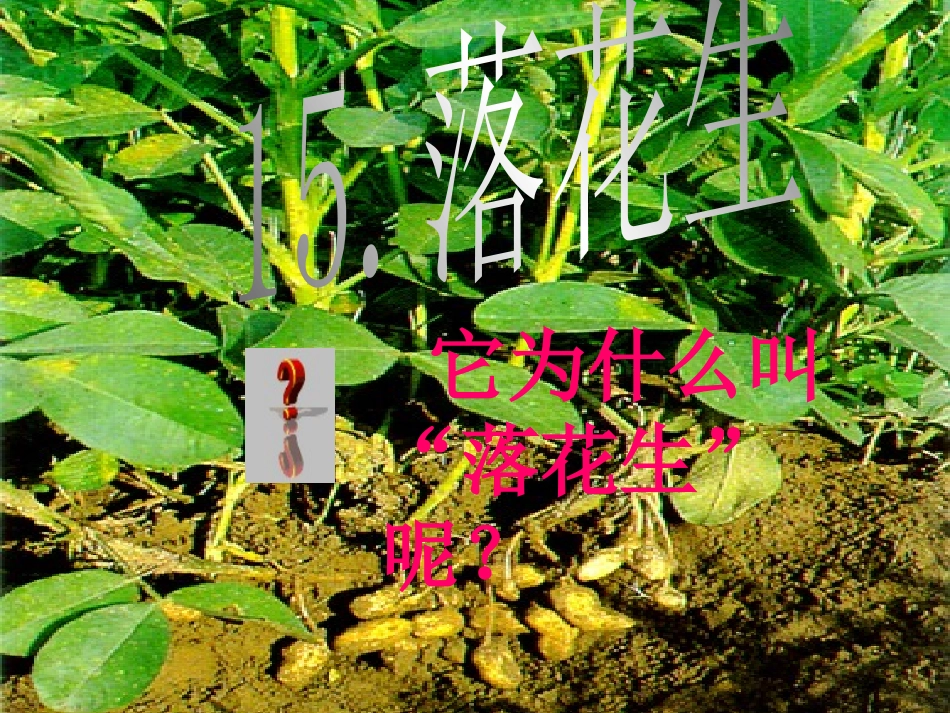 落花生(完美版)_第2页