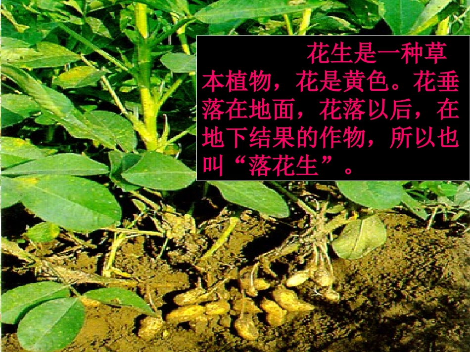 落花生(完美版)_第3页