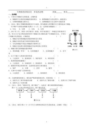 层次++动物