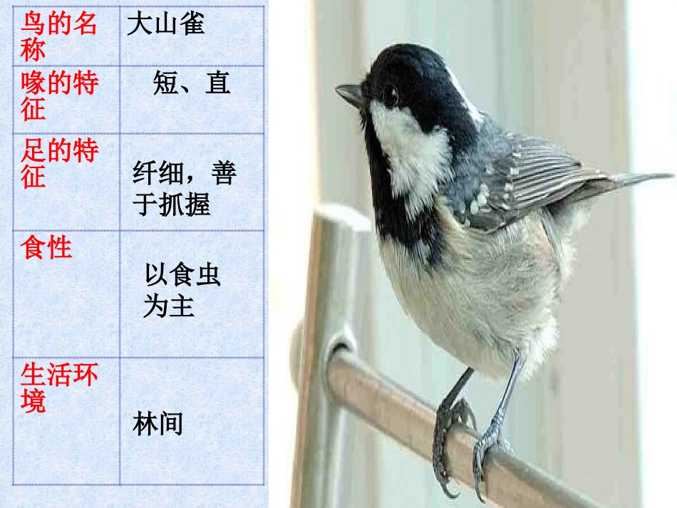 人教版生物八年级上册516鸟（共33张PPT）_第2页