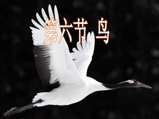 人教版生物八年级上册516鸟（共33张PPT）