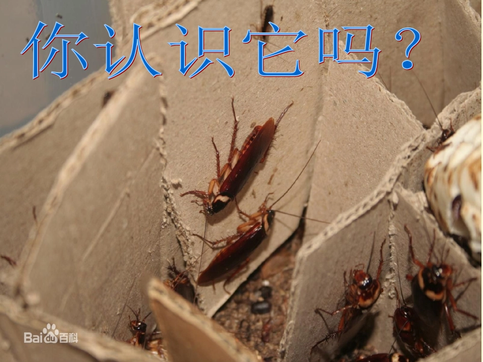 生物入侵者陈瑜_第1页