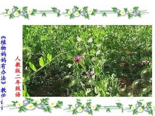 植物妈妈有办法3