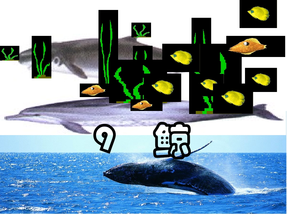 《9鲸》PPT课件_第1页