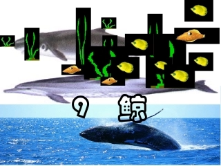 《9鲸》PPT课件