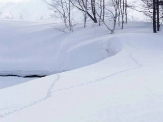 美丽的小兴安岭[]