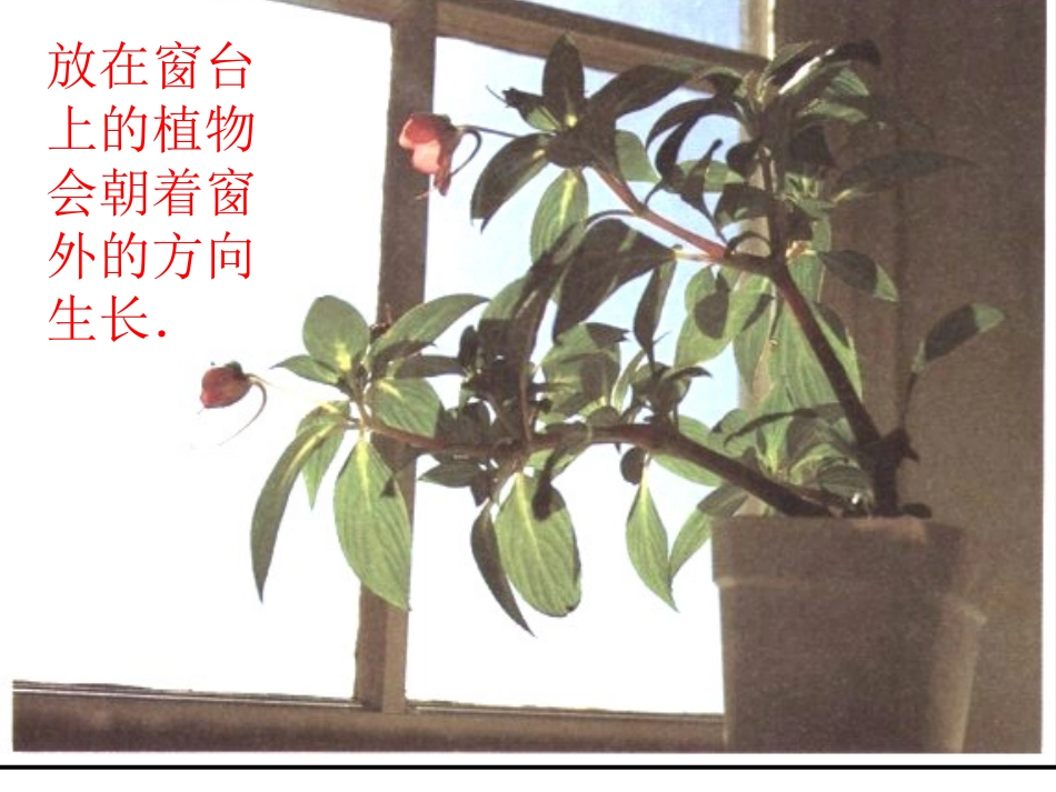 植物生命活动的调节saz_第3页