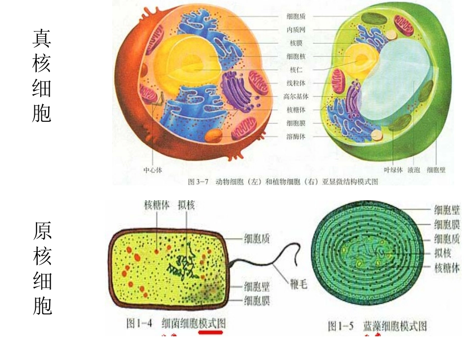 重点生理过程识图(李宝祥)_第2页