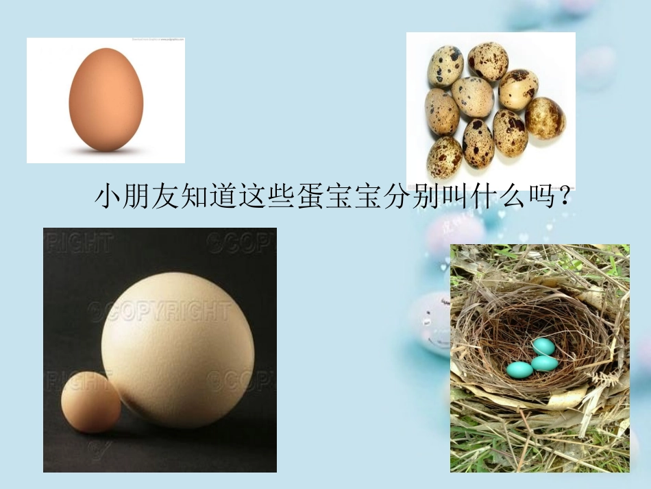 科学活动—有趣的蛋宝宝_第2页