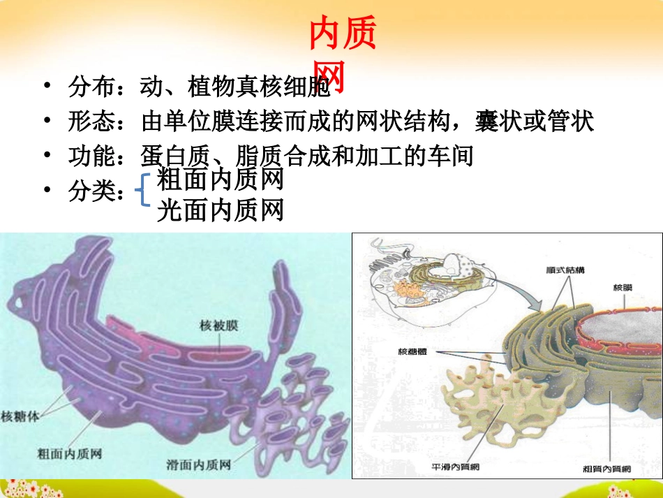 《细胞质》课件１_第3页