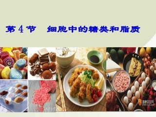 细胞中的糖类和脂质