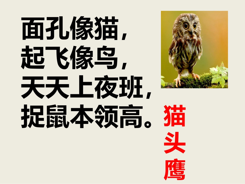 上夜班的动物_第1页