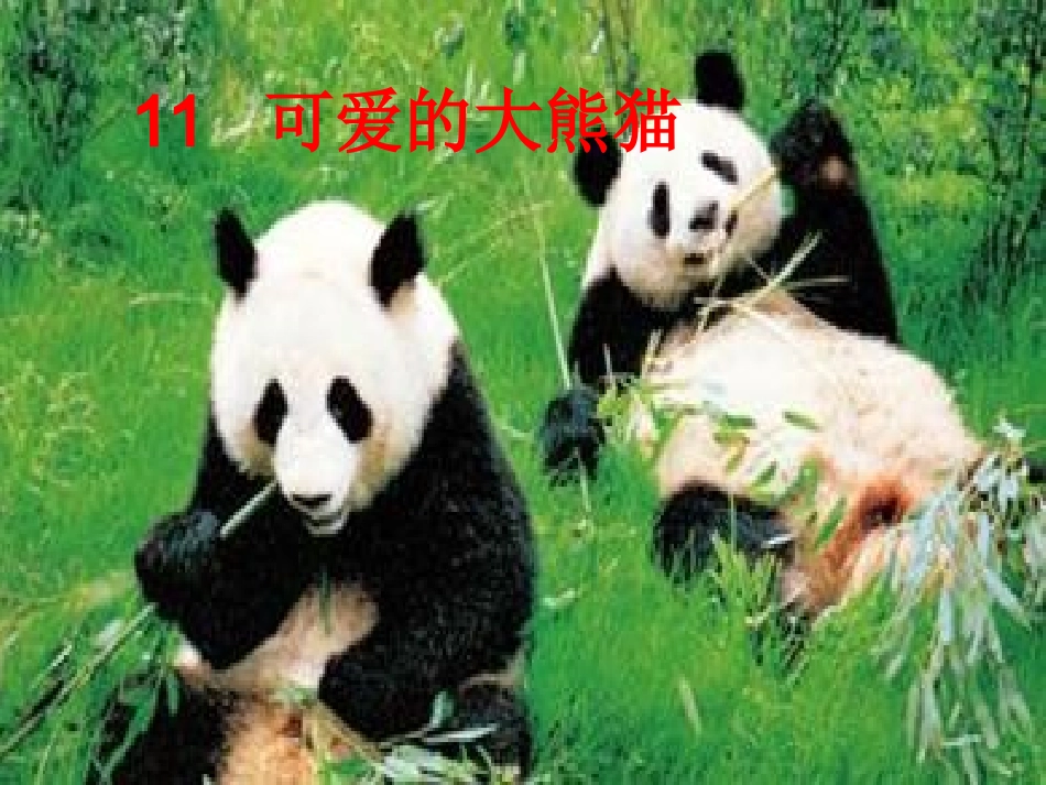 可爱的大熊猫_第2页