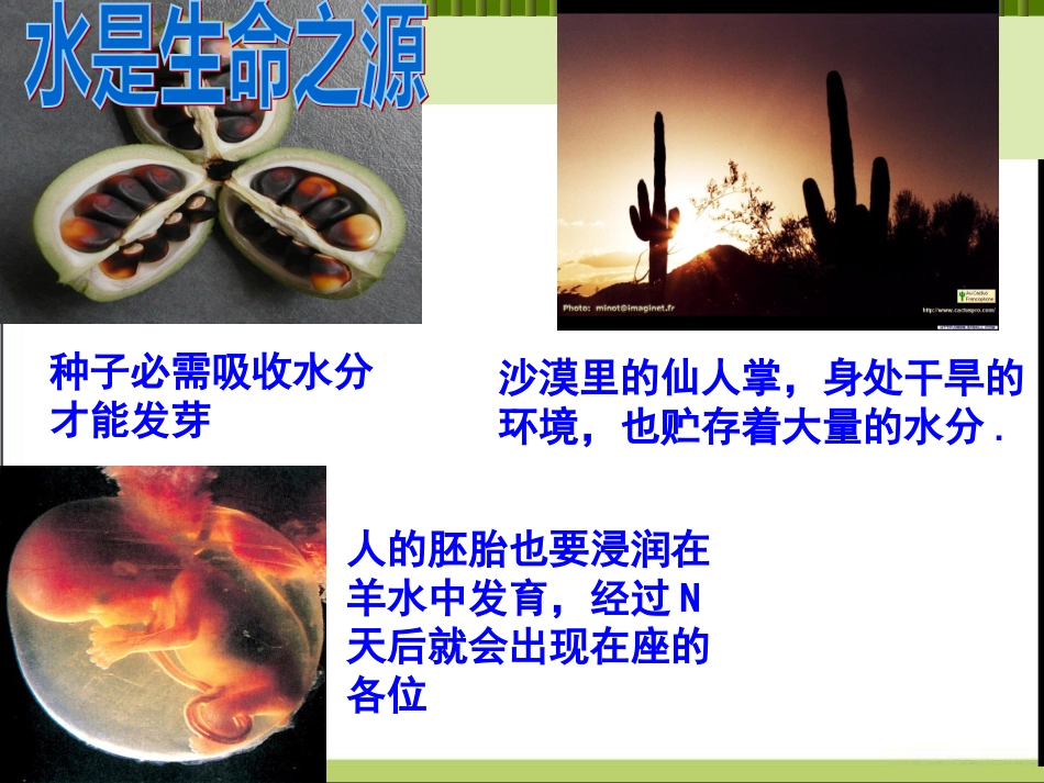 生物必修一25细胞中的无机物_第3页