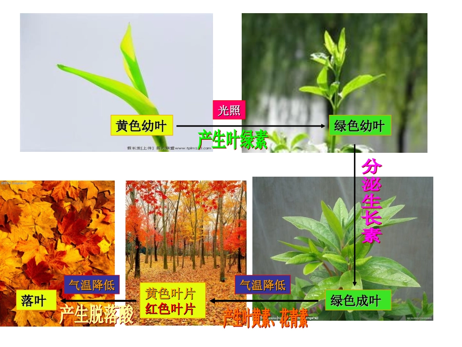 植物生命活动的调节 (2)_第2页