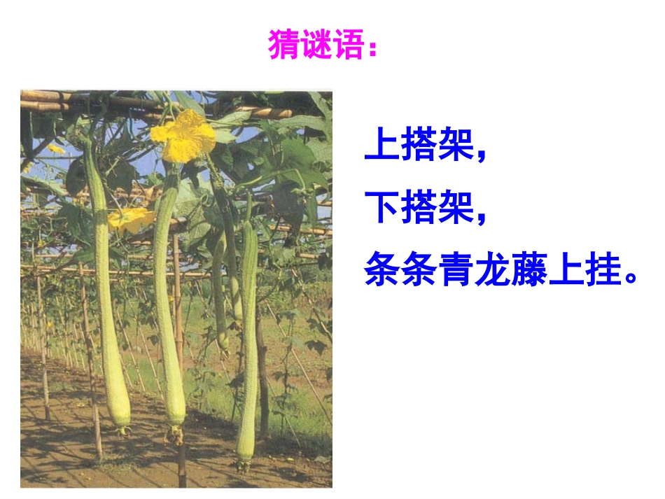 爬山虎的脚1_第2页