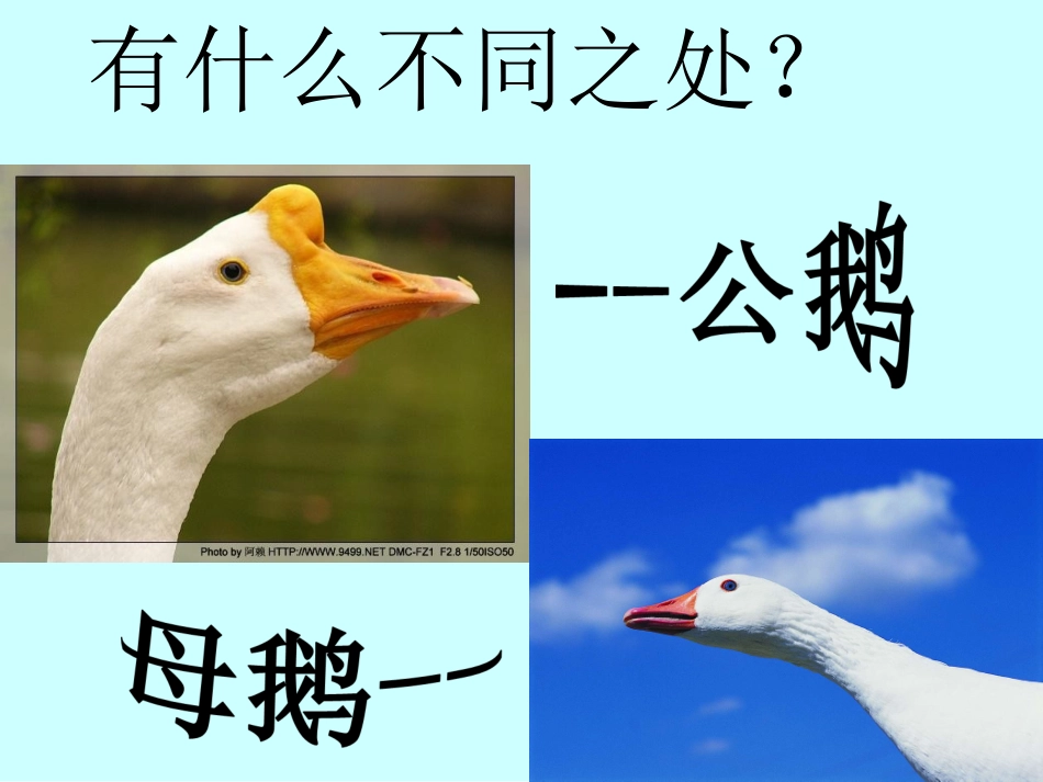 白公鹅完整课件_第3页