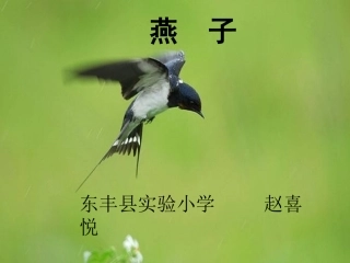 燕子第二课时