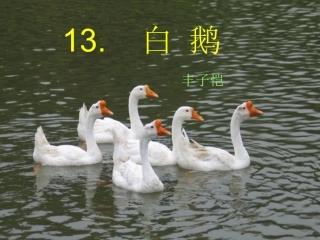 《白鹅》课件3