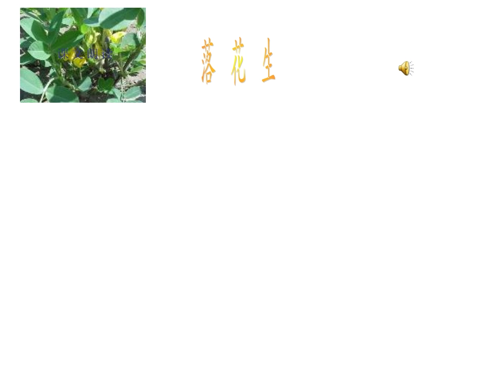 《落花生》教学课件 (2)_第3页
