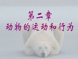 动物的运动课件