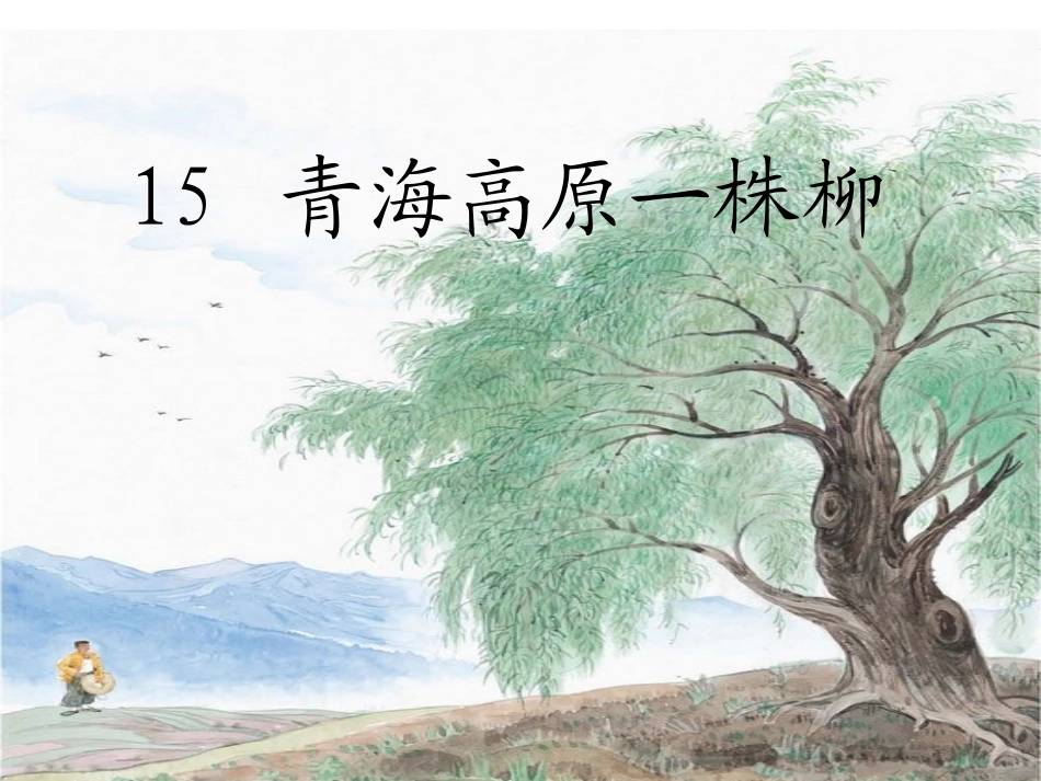 《青海高原一株柳》课件_第1页