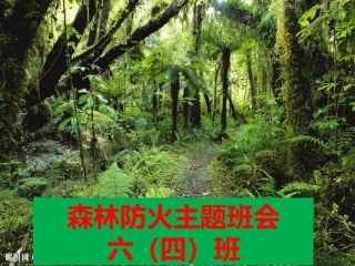 森林防火-人人有责主题班会