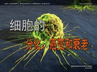 浙科版必修1第四章第三节细胞的衰老和凋亡癌变（共27张PPT）