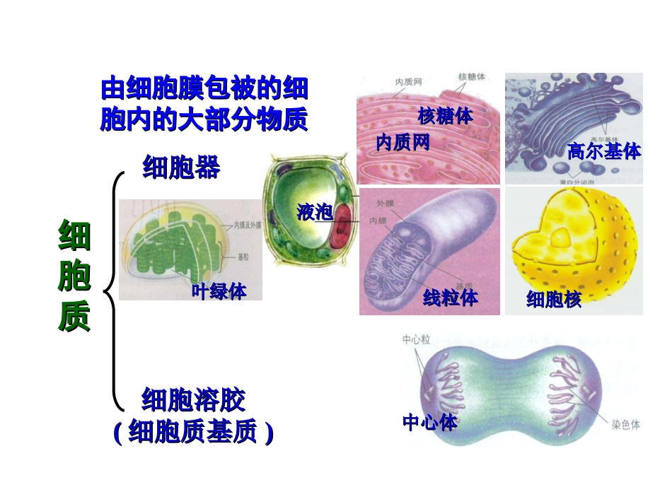 第二章细胞的结构(第三节细胞质)１_第2页