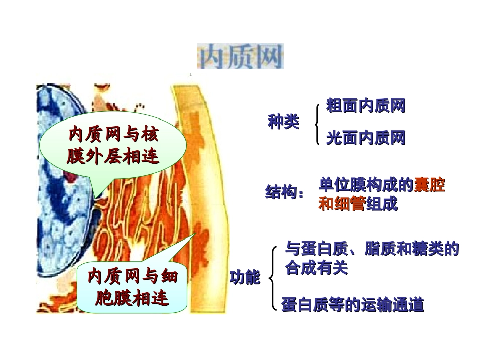 第二章细胞的结构(第三节细胞质)１_第3页